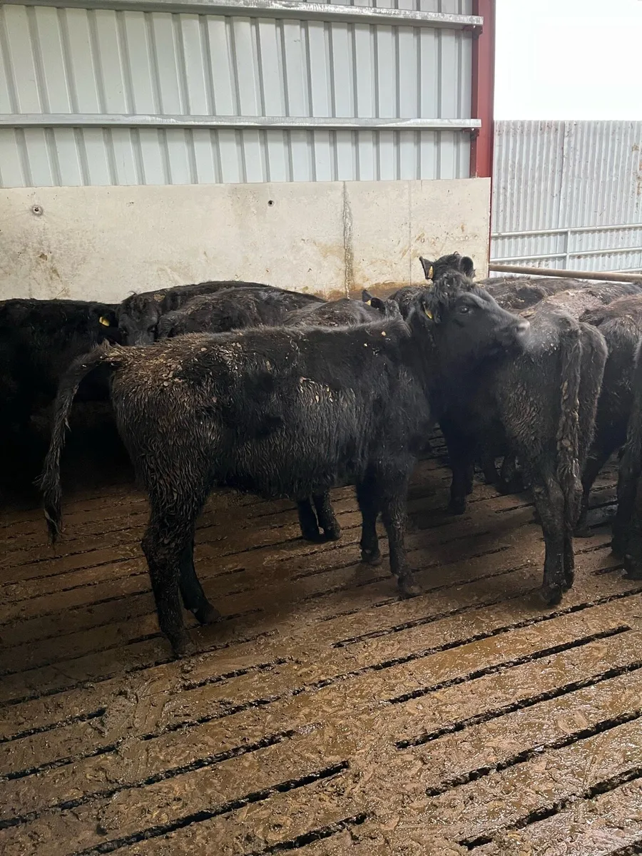 AA heifers - Image 4