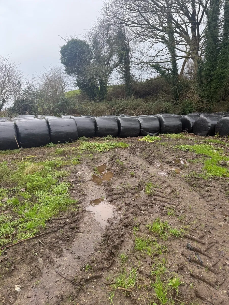 Silage for sale - Image 1