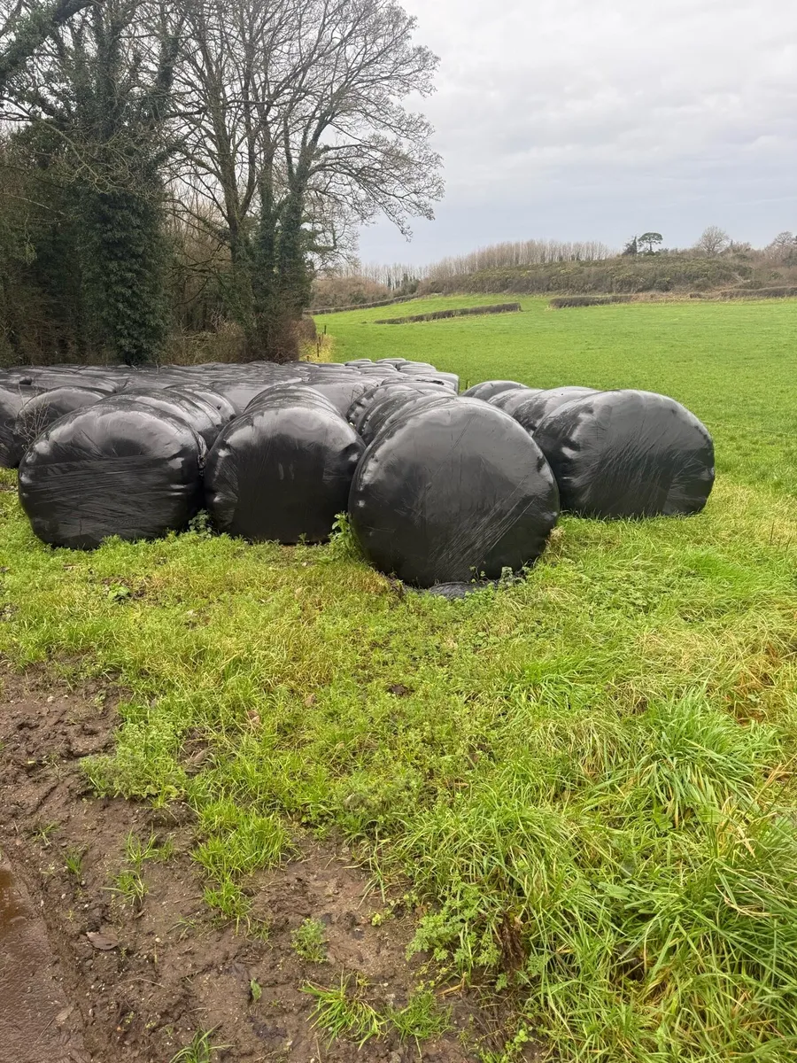 Silage for sale - Image 2
