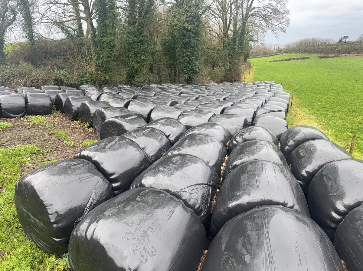 Silage for sale - Image 3