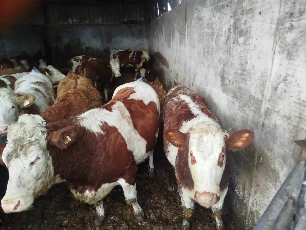 Spring Calving Heifers - Image 2