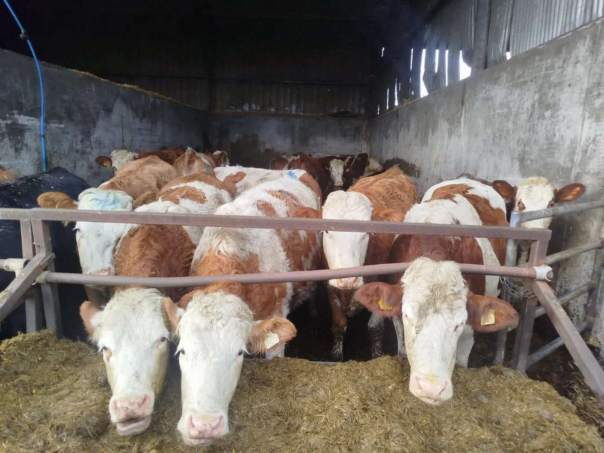 Spring Calving Heifers - Image 1