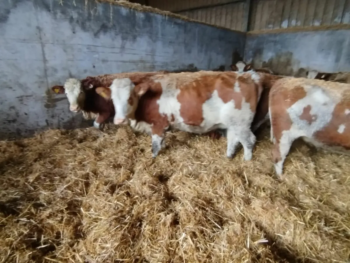 Spring Calving Heifers - Image 3