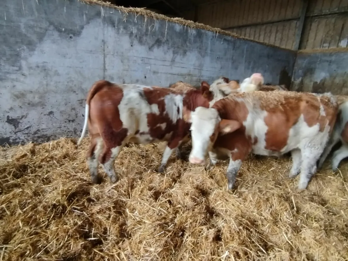 Spring Calving Heifers - Image 4