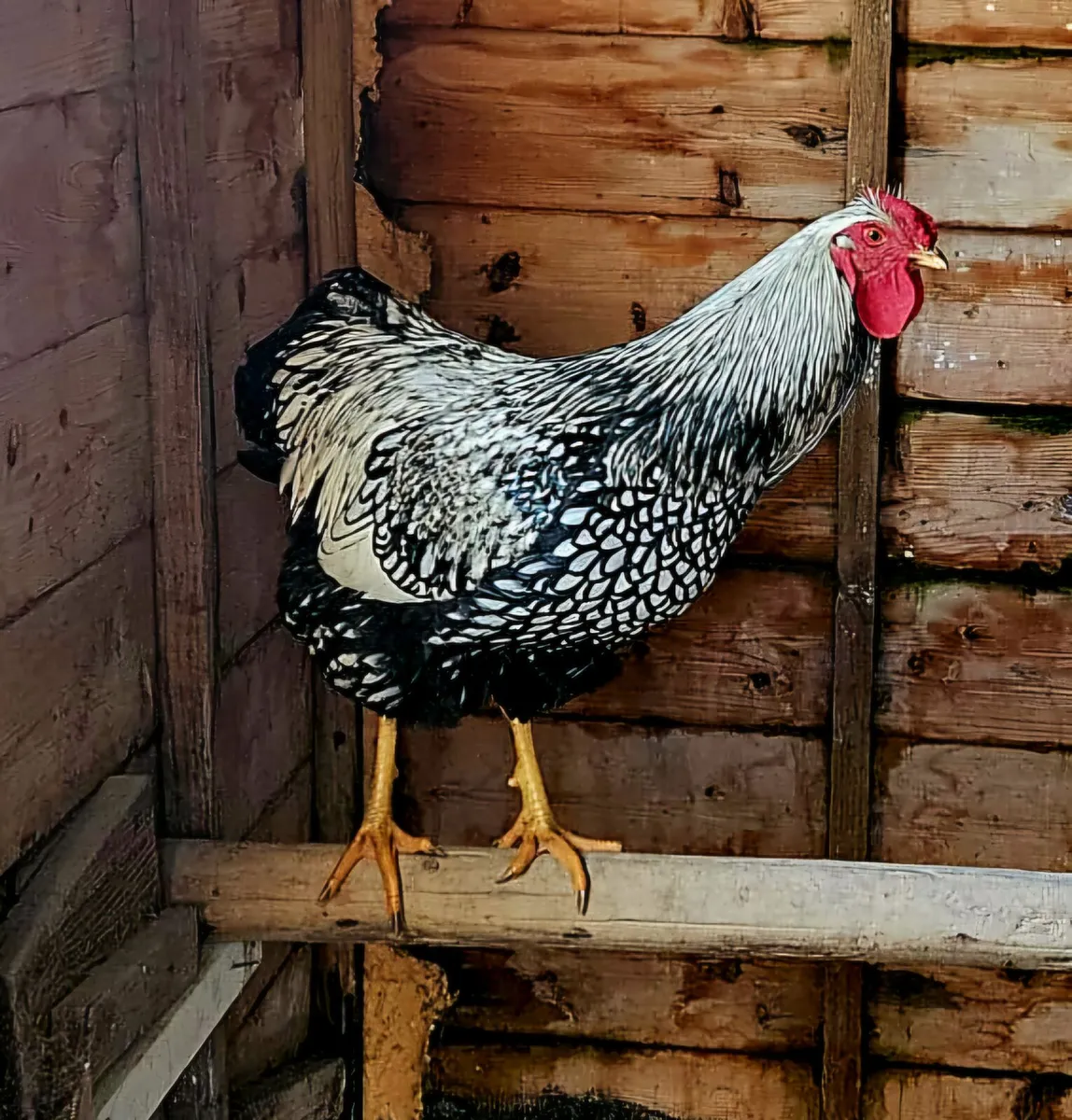 SILVER LACED WYANDOTTE - Image 1