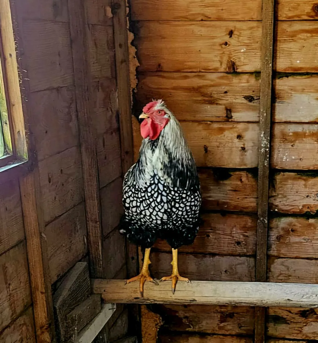 SILVER LACED WYANDOTTE - Image 2