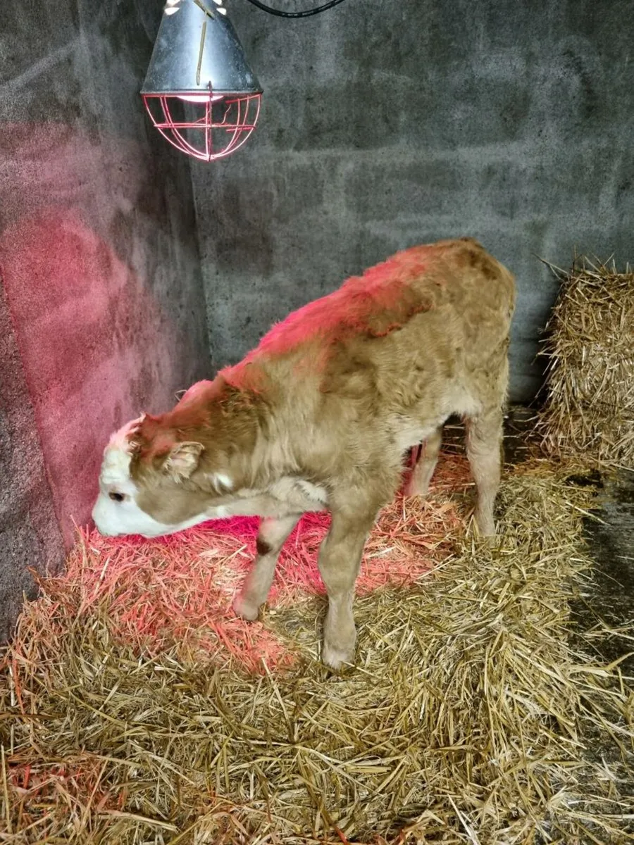 Limousin Bull Calf - Image 1