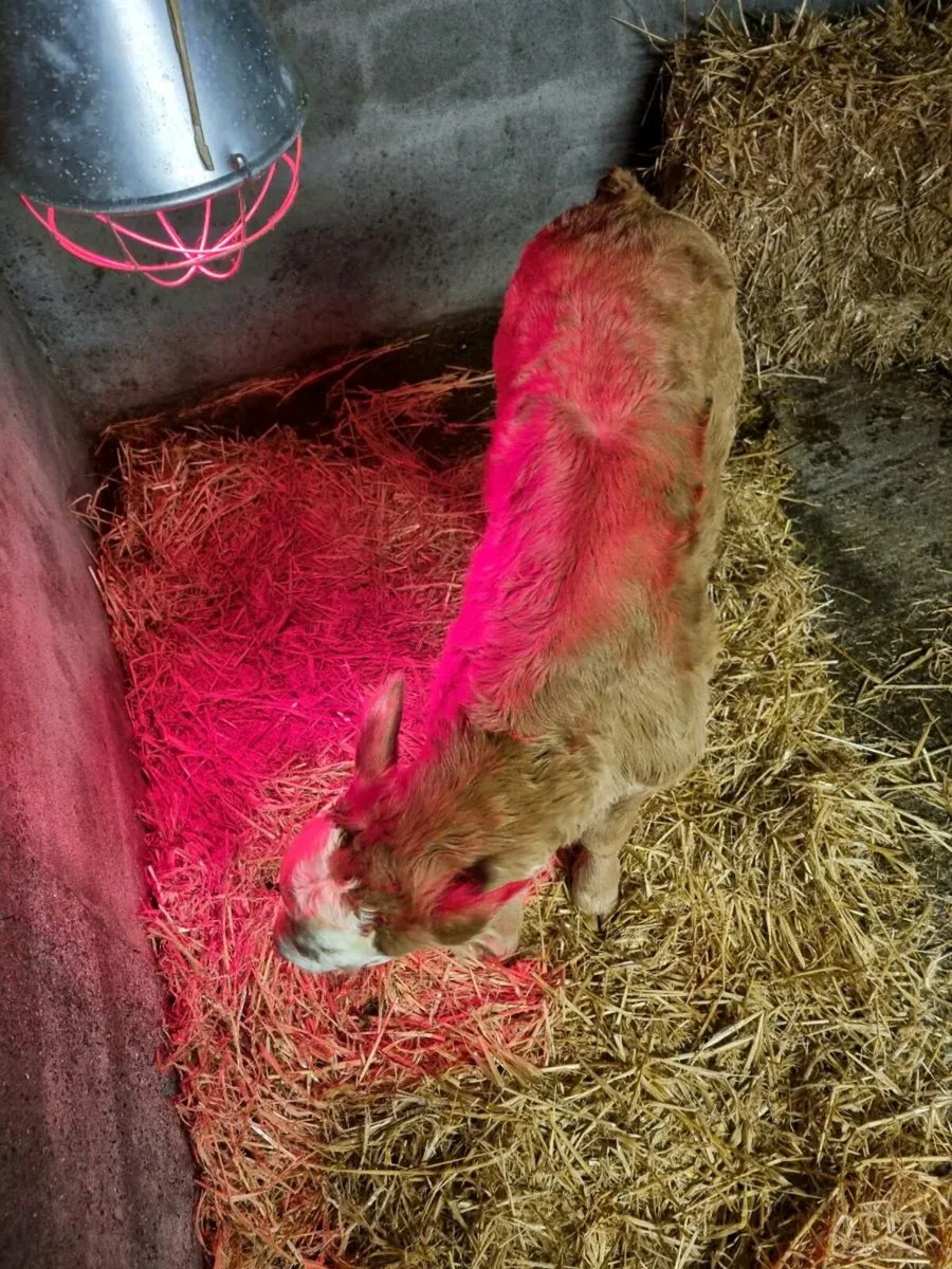 Limousin Bull Calf - Image 2