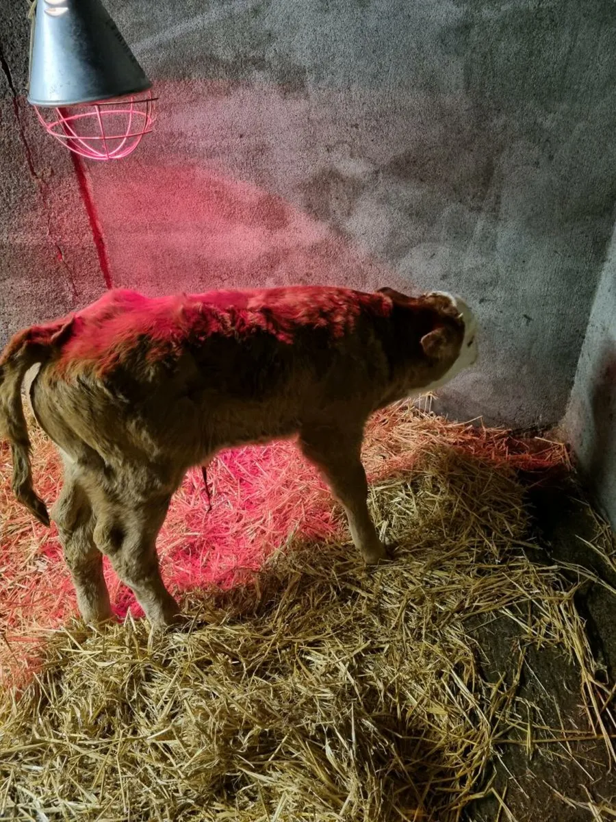 Limousin Bull Calf - Image 3