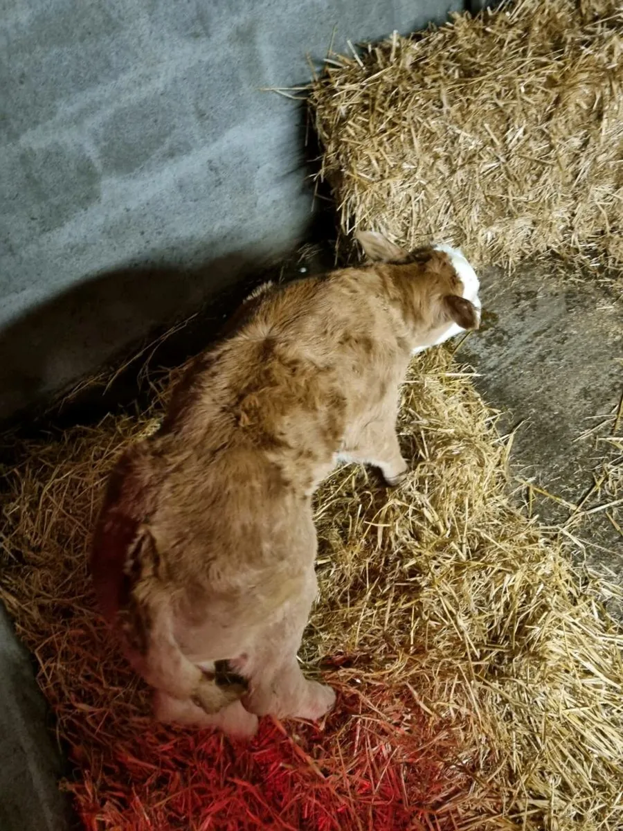 Limousin Bull Calf - Image 4