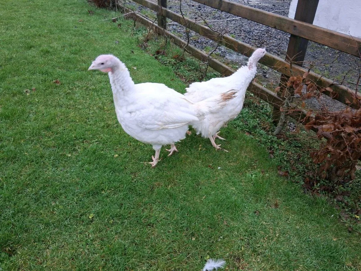 Turkey hens - Image 1