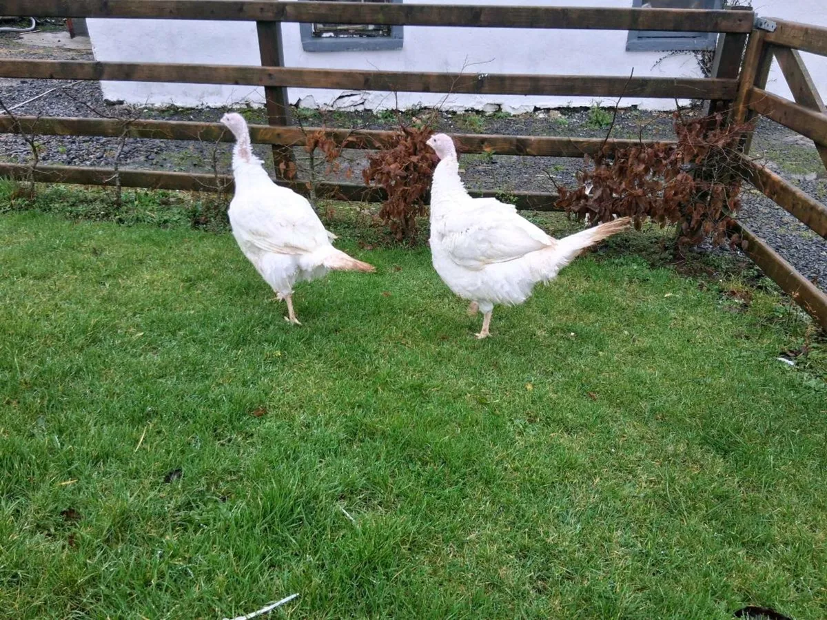 Turkey hens - Image 2