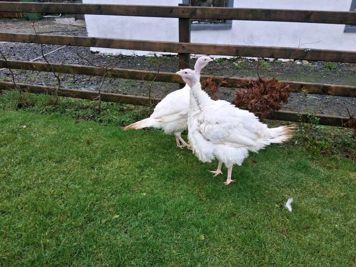 Turkey hens - Image 3
