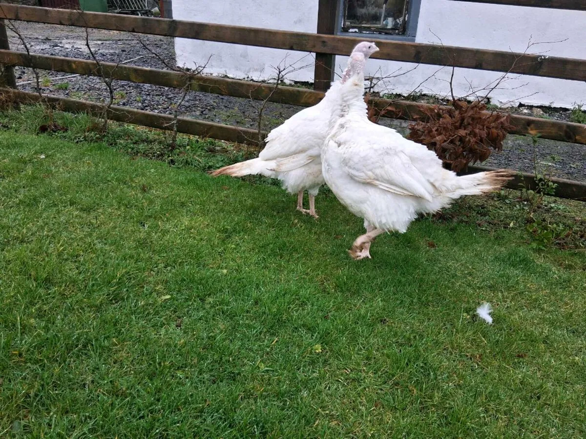 Turkey hens - Image 4