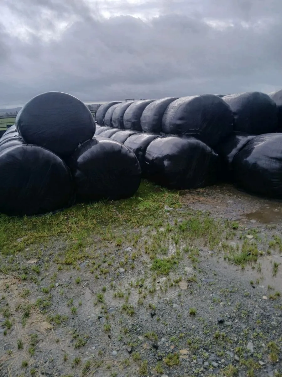 Silage - Image 2