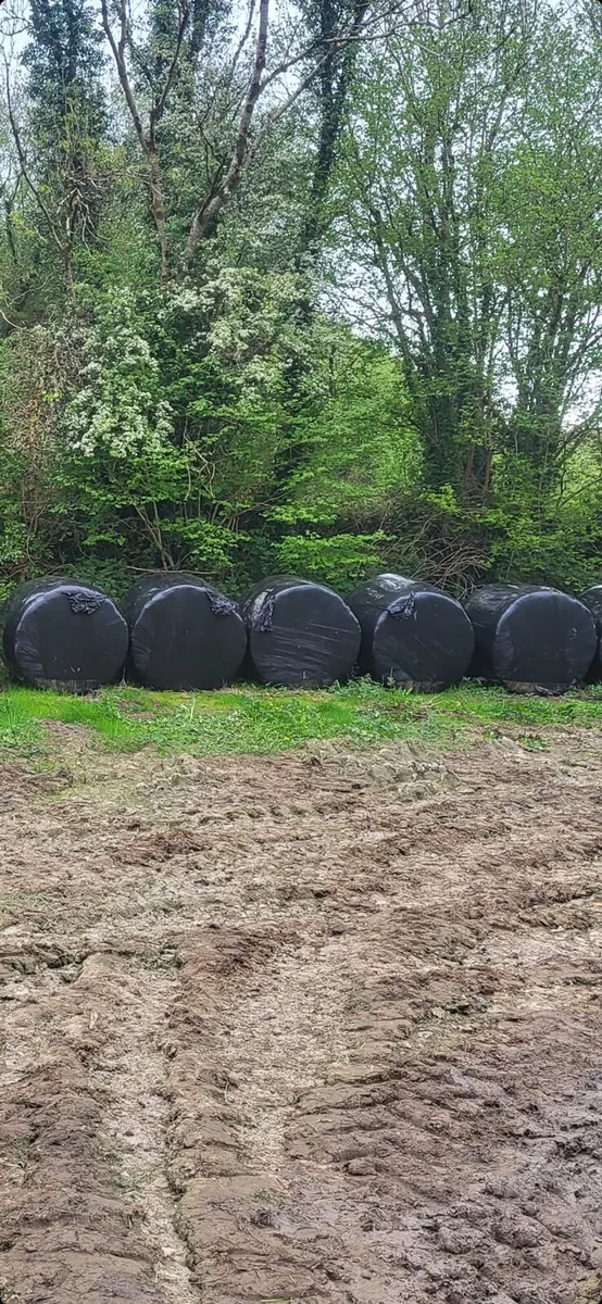 Silage - Image 3