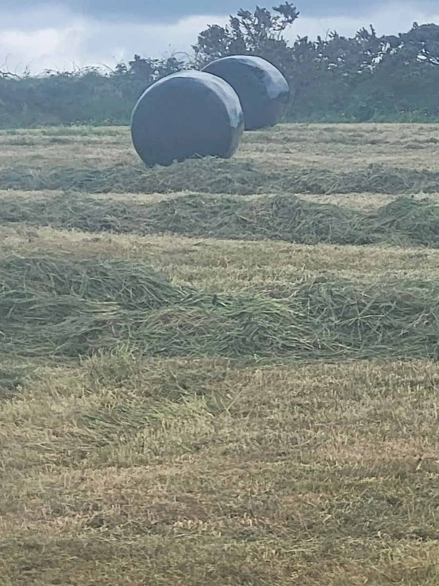 Silage - Image 4