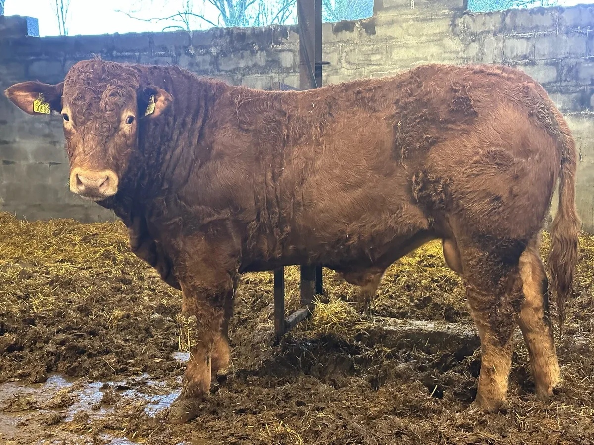 PBR Limousin Bull