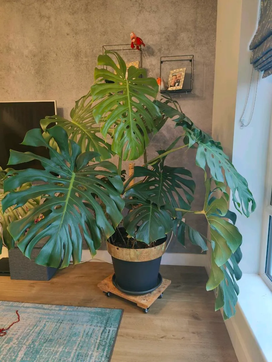 Large and beautiful inside Plants - Image 1