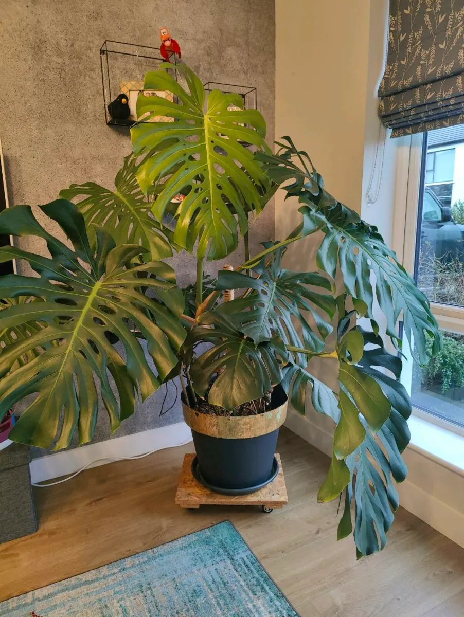 Large and beautiful inside Plants - Image 2