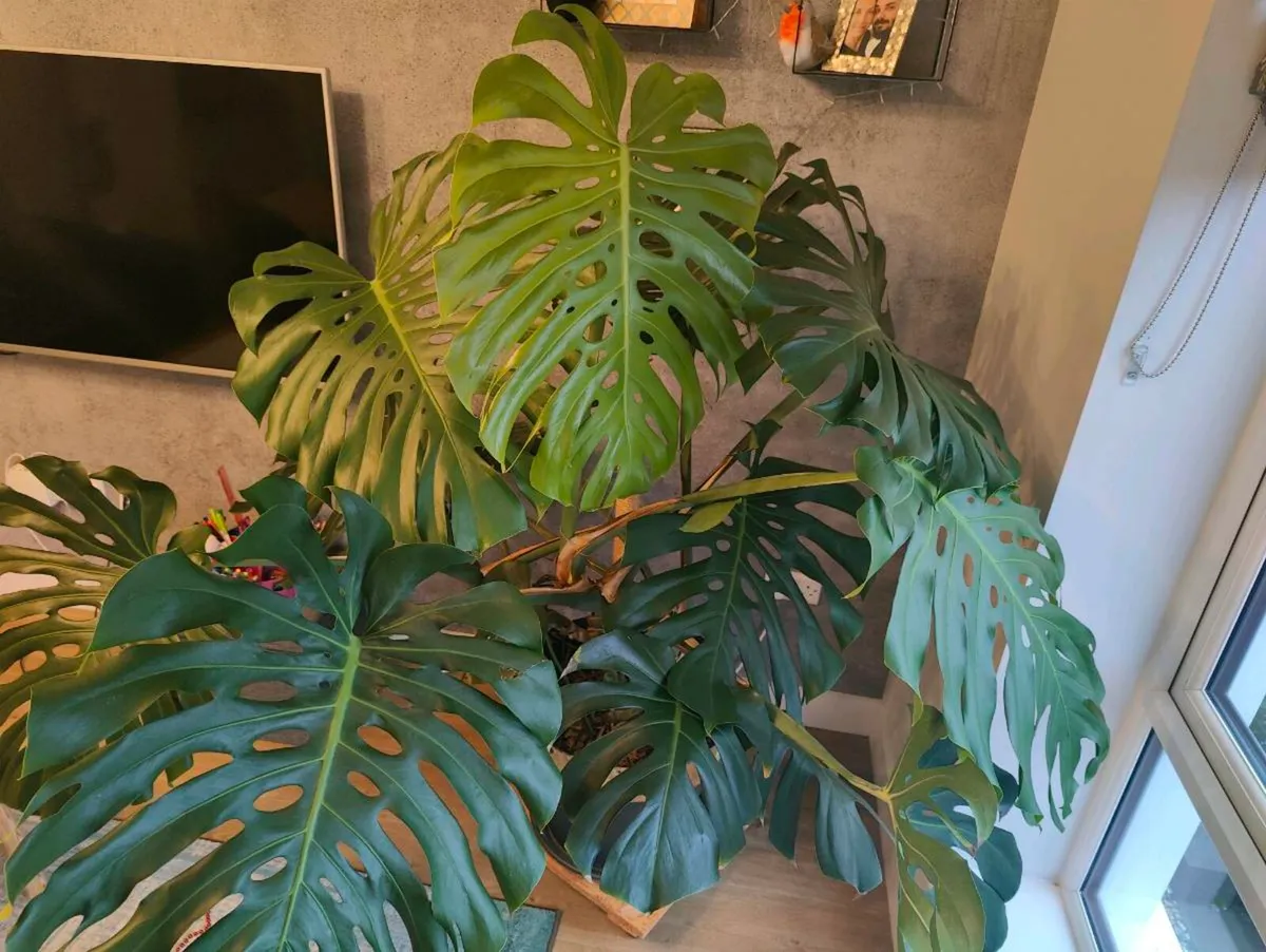 Large and beautiful inside Plants - Image 3