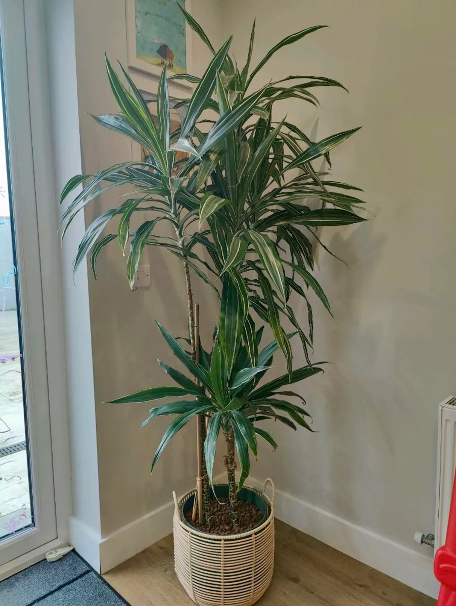 Large and beautiful inside Plants - Image 4