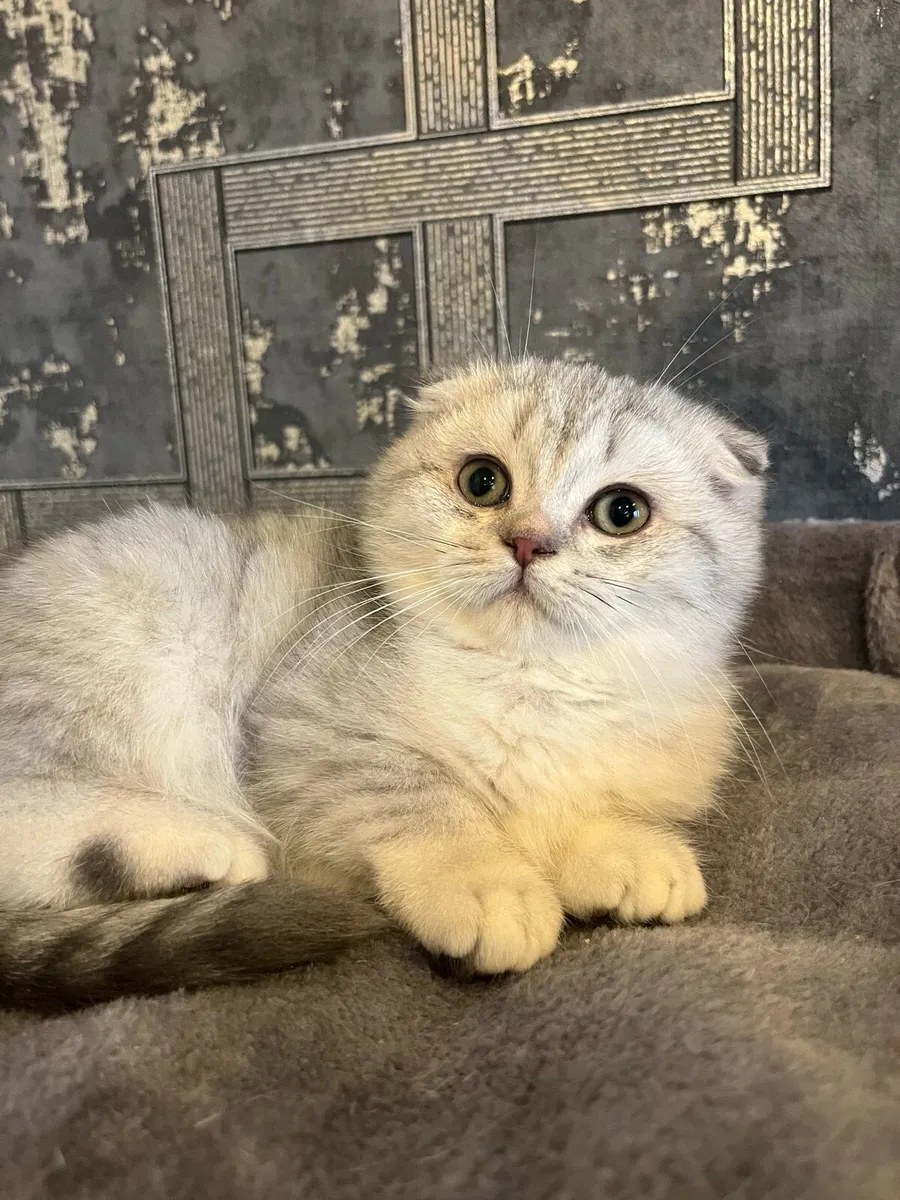 Scottish straight and fold kittens - Image 2