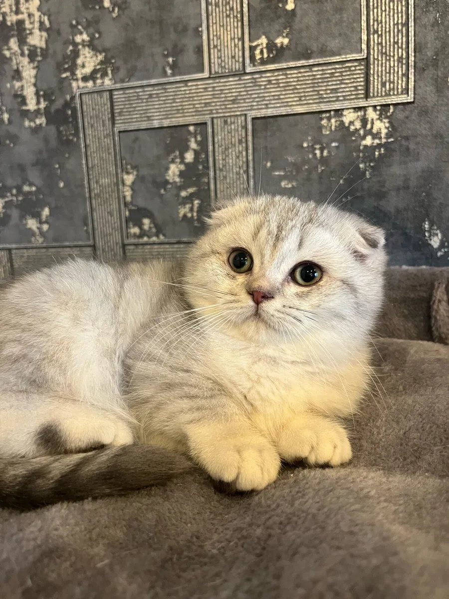 Scottish straight and fold kittens - Image 4