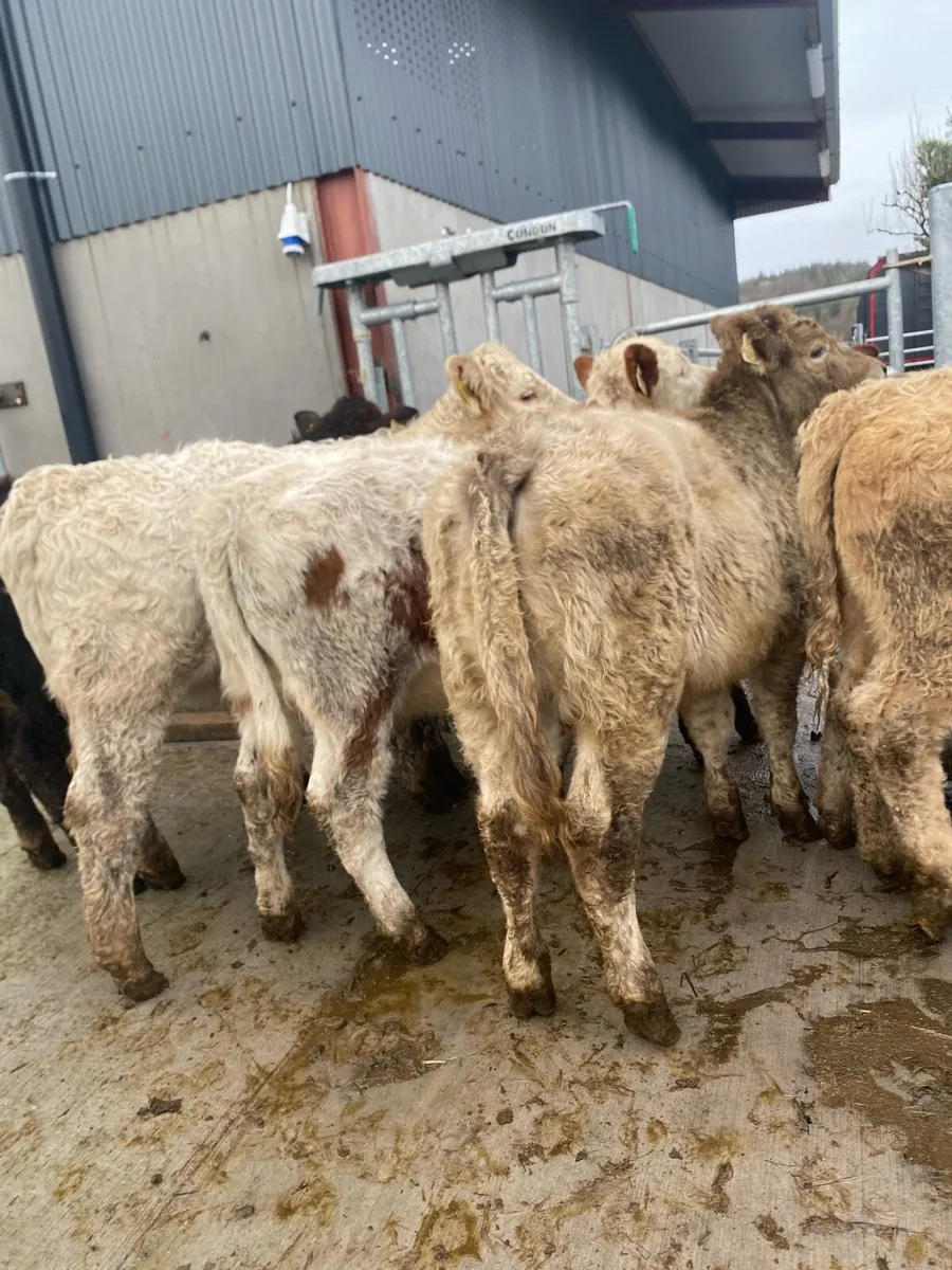 10 charlaois and limousine heifer weanlings - Image 1