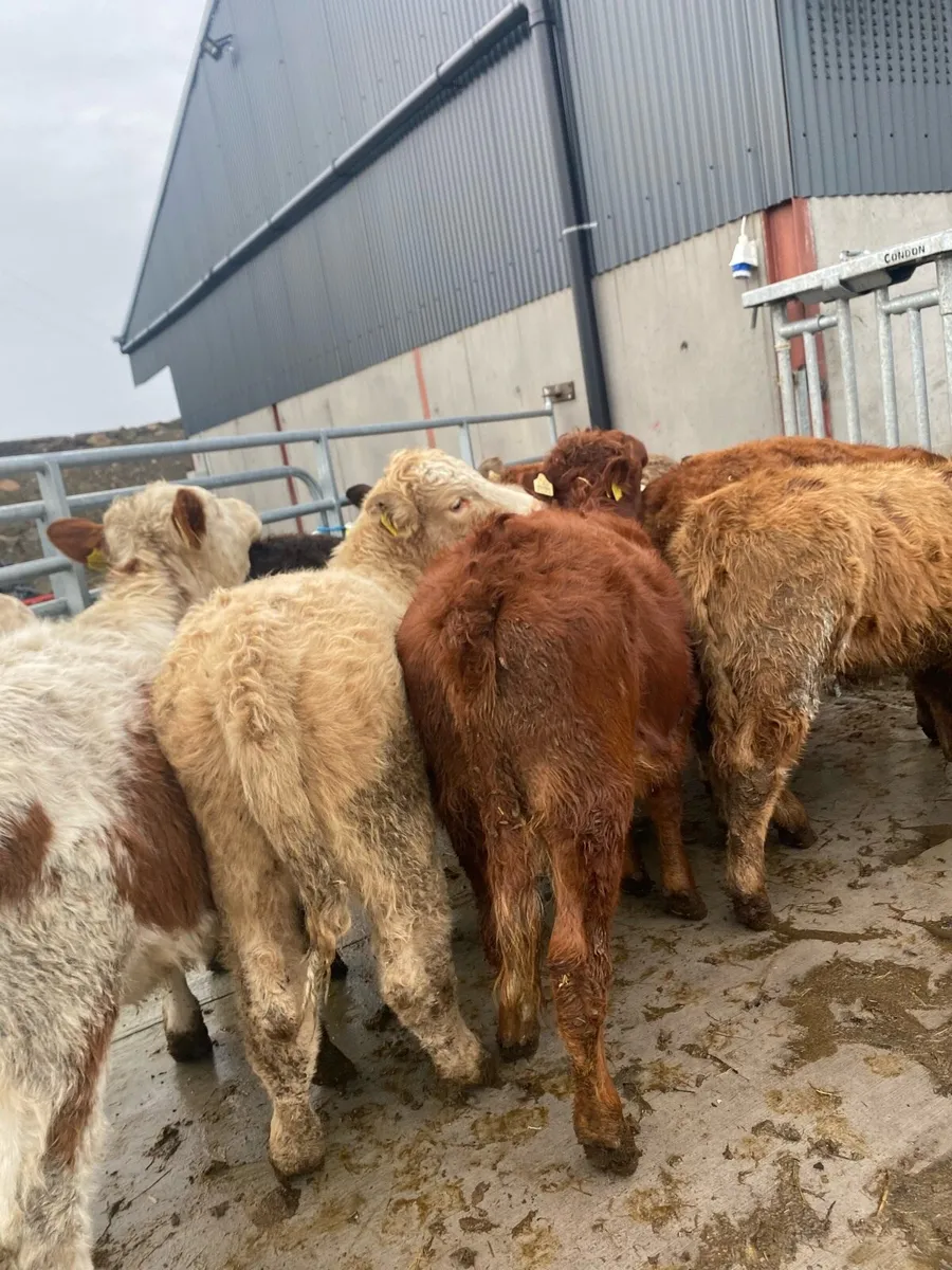 10 charlaois and limousine heifer weanlings - Image 2