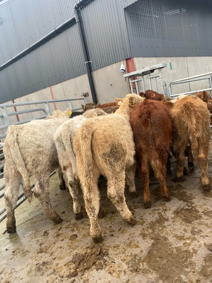 10 charlaois and limousine heifer weanlings - Image 3