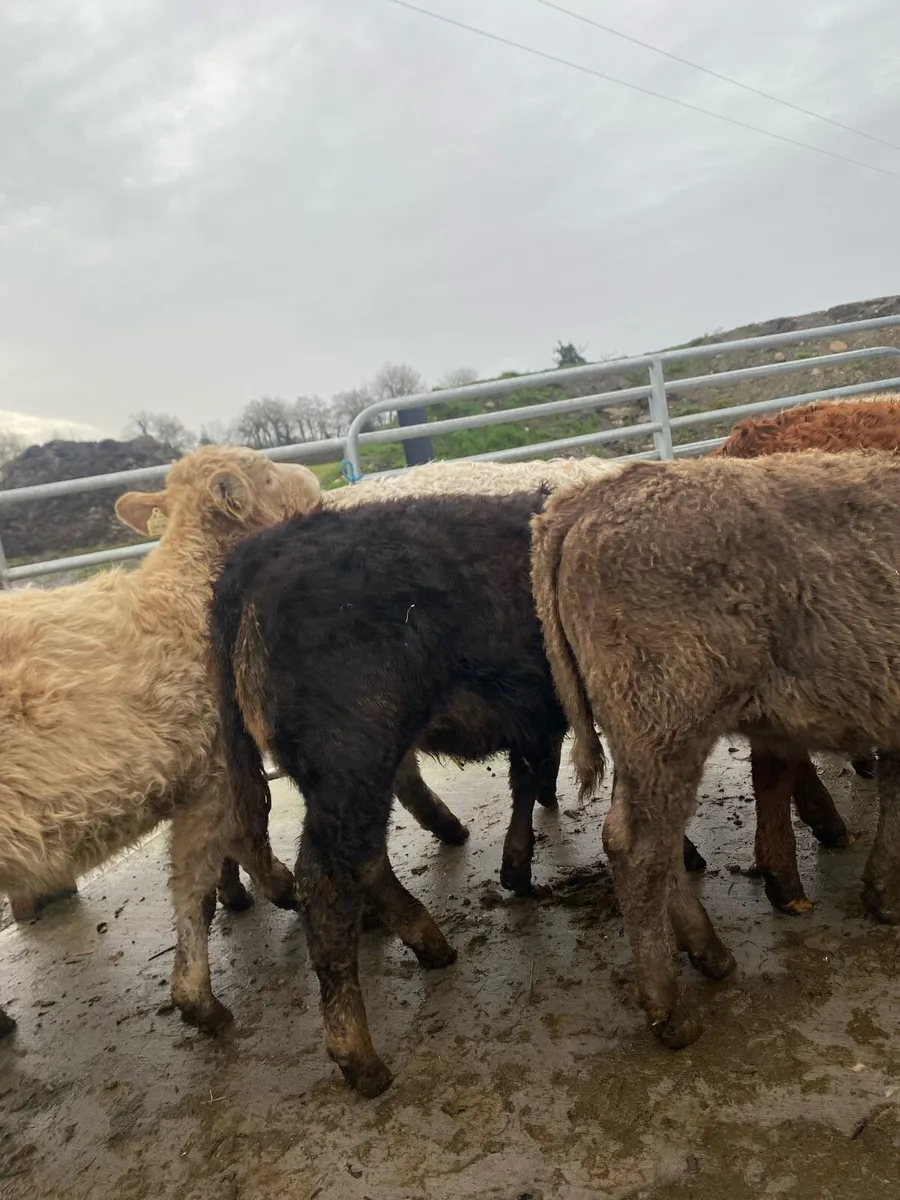 10 charlaois and limousine heifer weanlings - Image 4