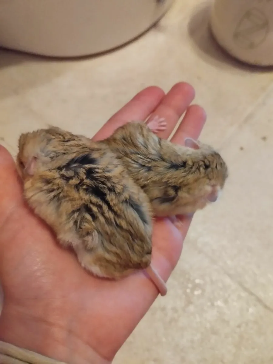 Fat tailed gerbil - Image 2