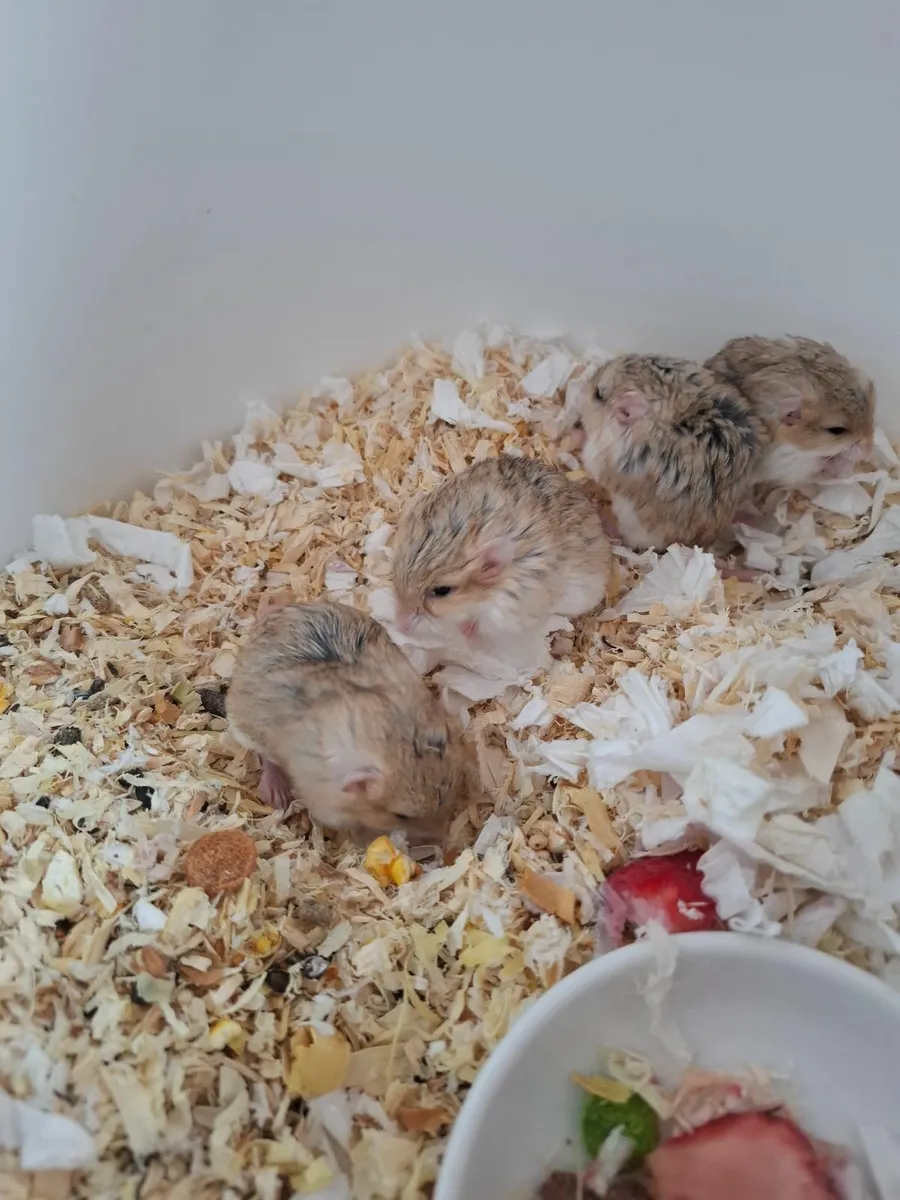 Fat tailed gerbil - Image 3