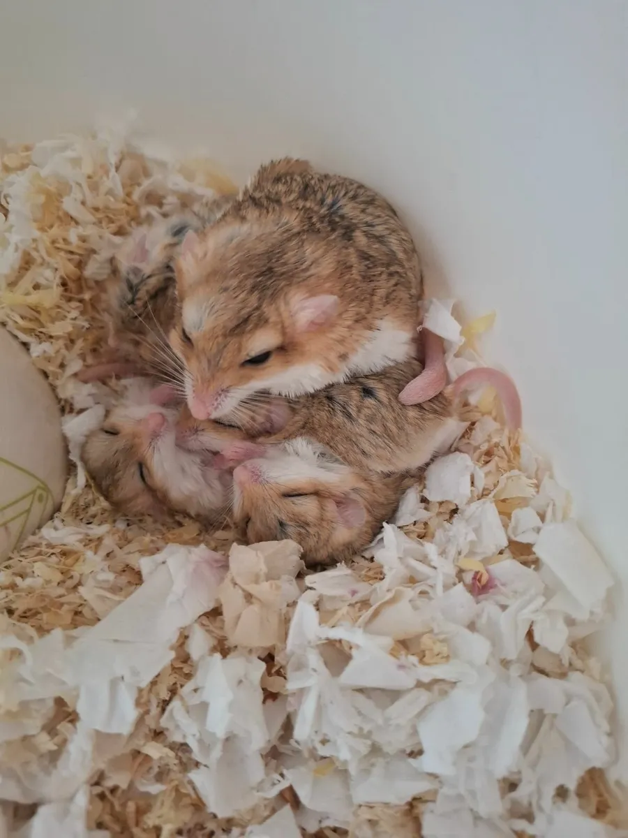 Fat tailed gerbil - Image 1