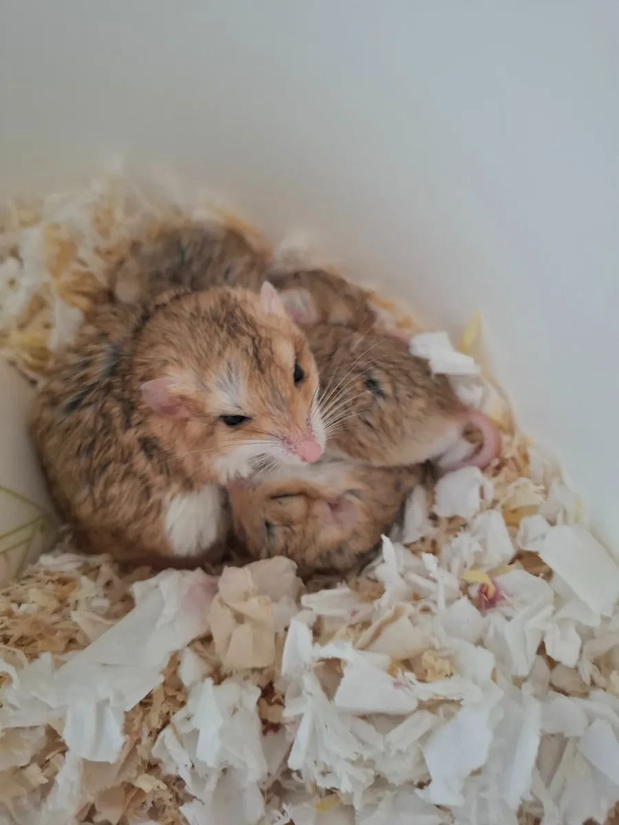 Fat tailed gerbil - Image 4