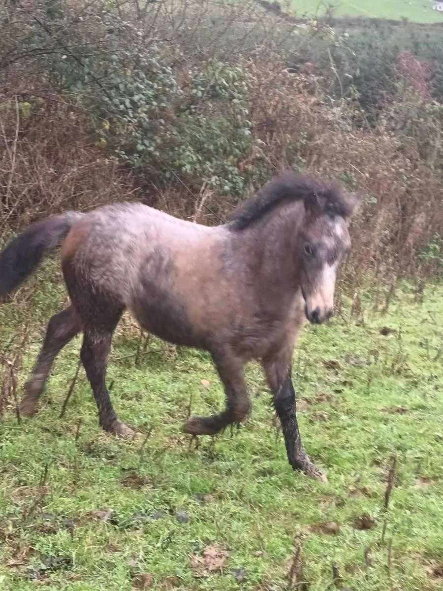 Classy Connemara foals - Image 1