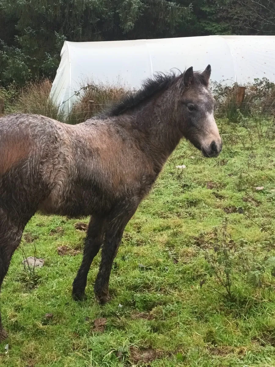 Classy Connemara foals - Image 3