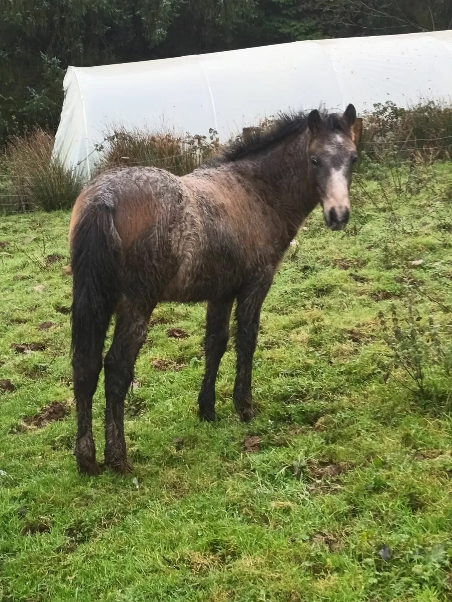 Classy Connemara foals - Image 4