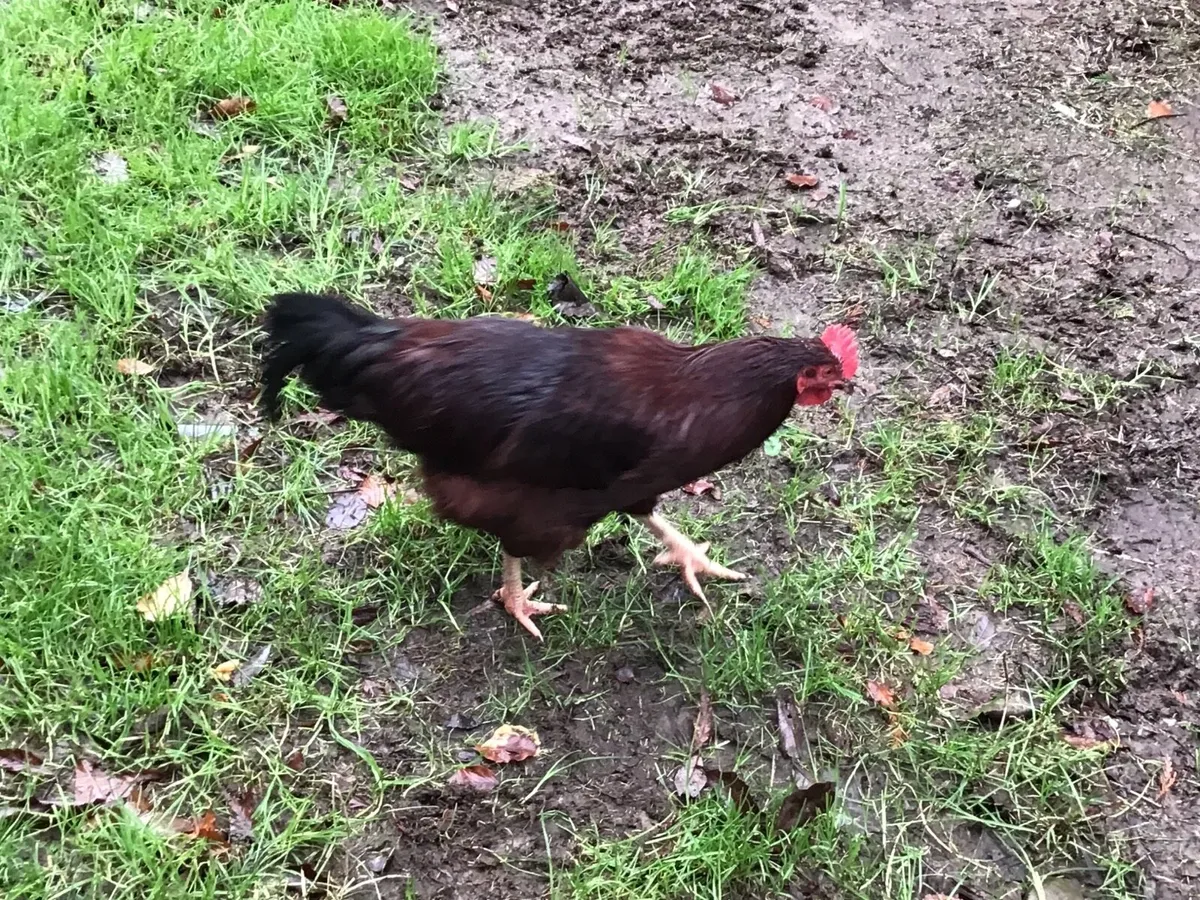 ROOSTERS … purebred - Image 1