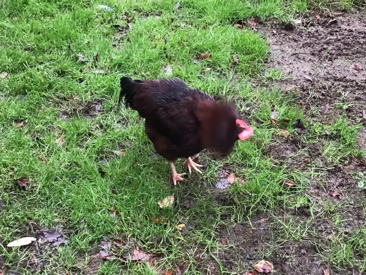 ROOSTERS … purebred - Image 2