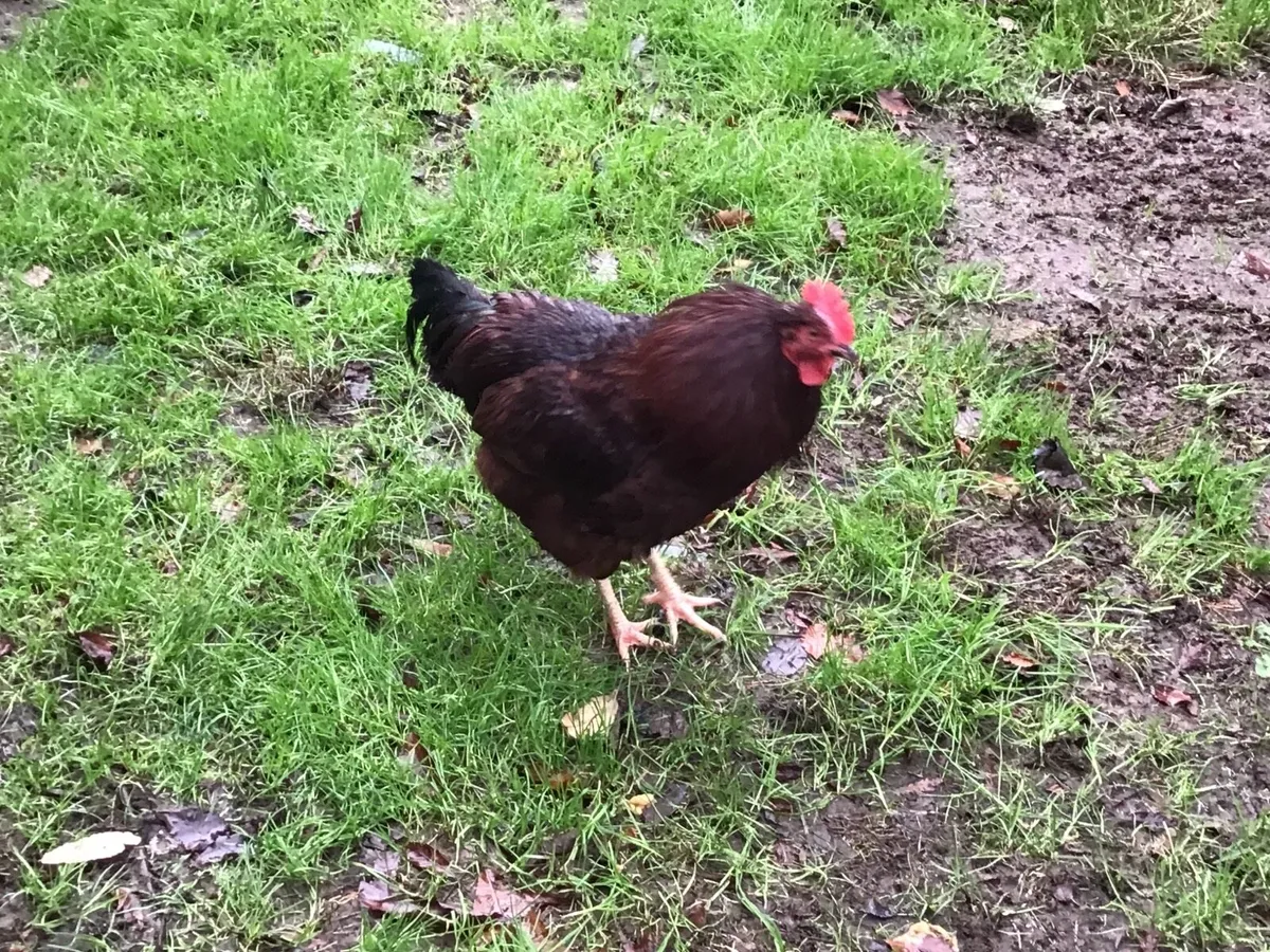 ROOSTERS … purebred - Image 3