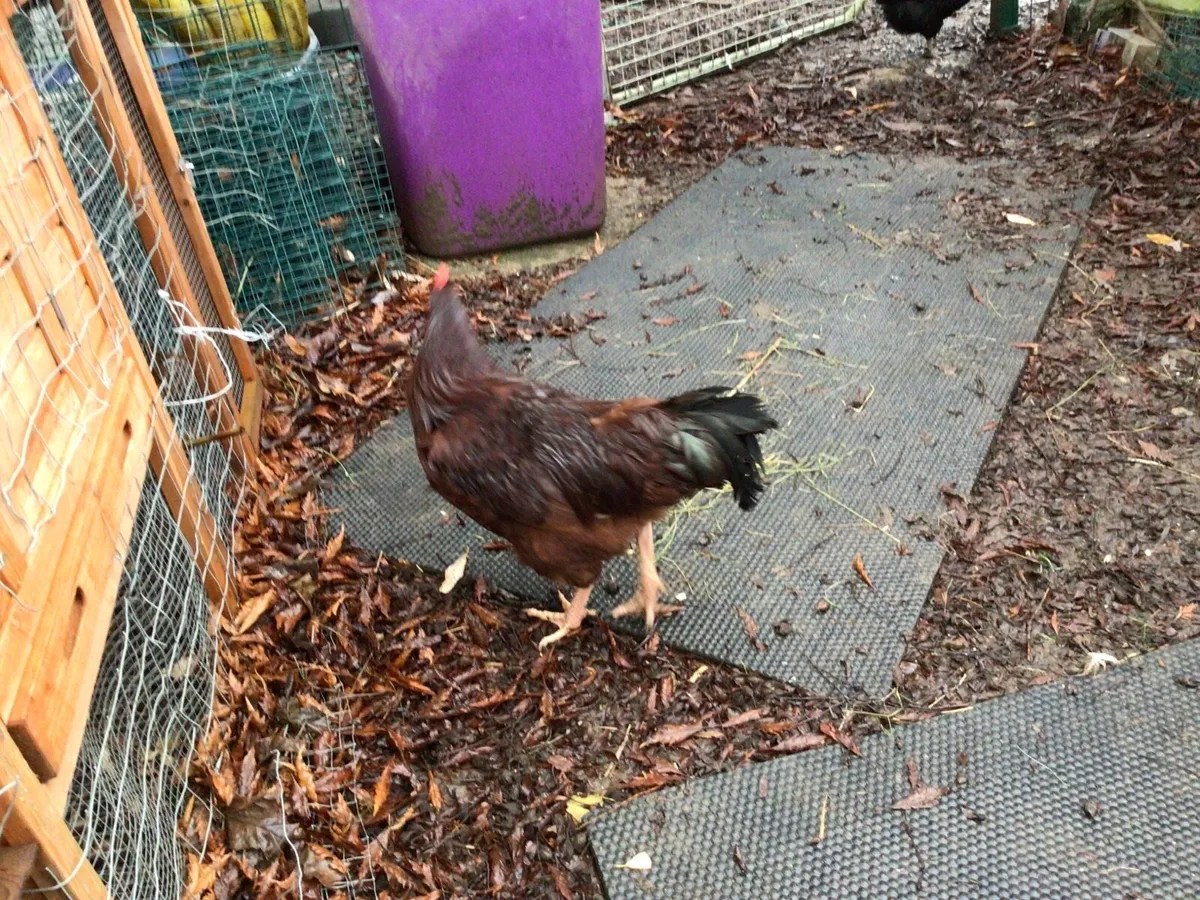 ROOSTERS … purebred - Image 4