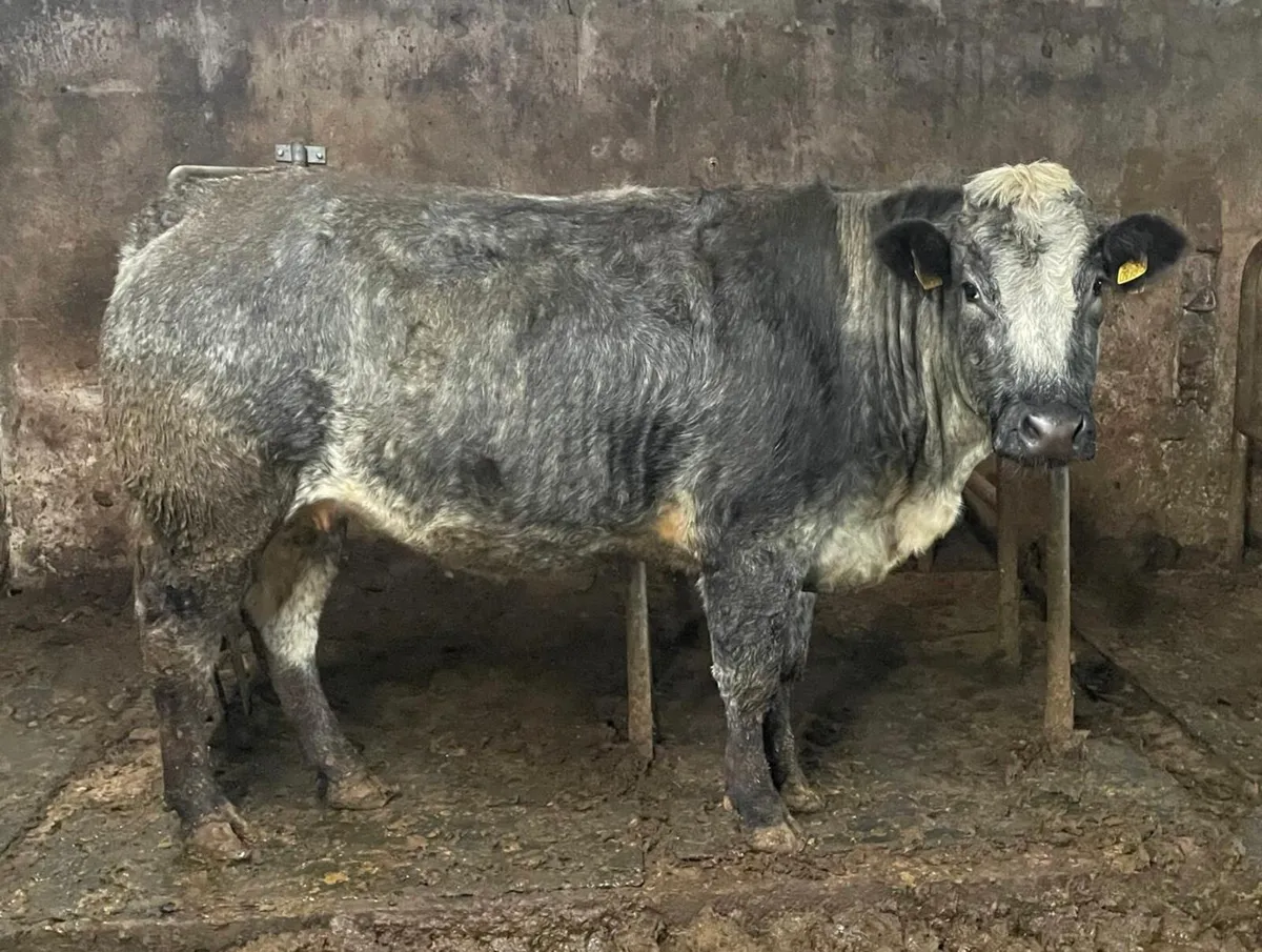 Super in calf heifers for sale - Image 1