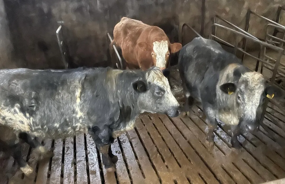 Super in calf heifers for sale - Image 2