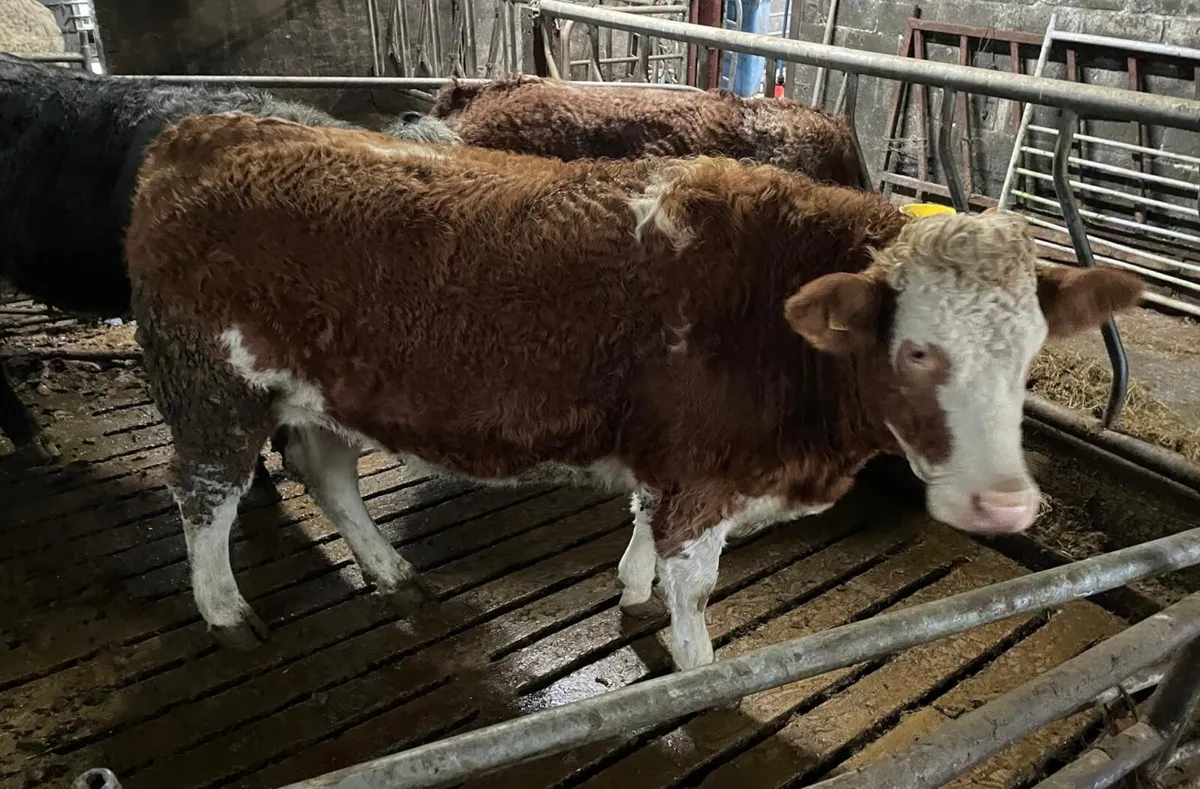 Super in calf heifers for sale - Image 3