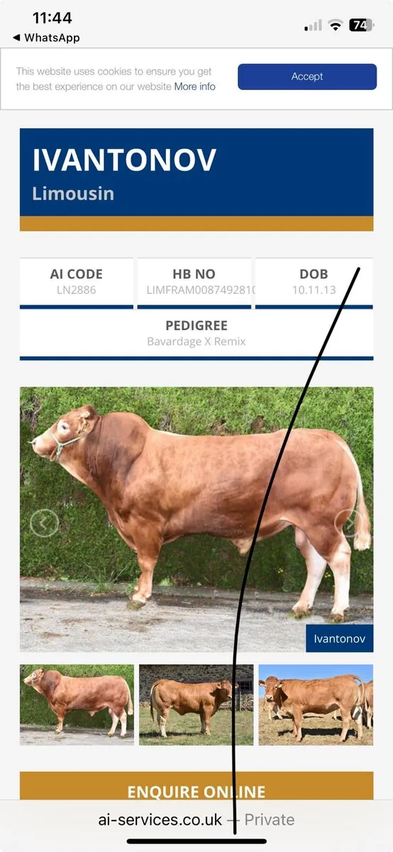 Super in calf heifers for sale - Image 4