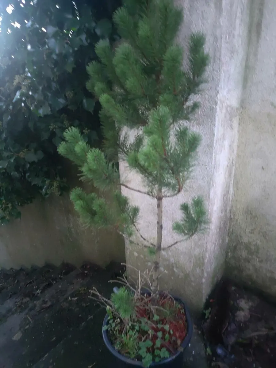 Small Xmas tree for planting