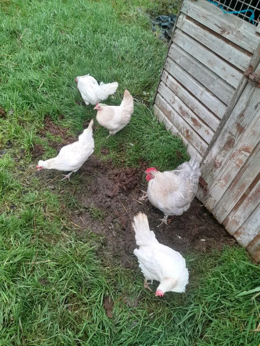 4 point of lay pullets and a Cockerell - Image 1
