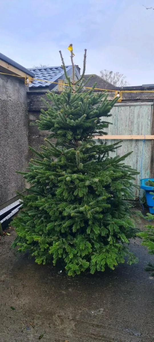 Real Christmas trees - Image 1